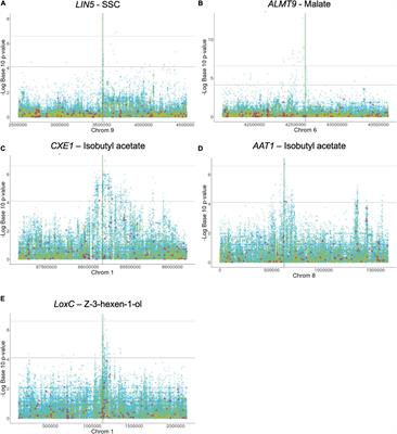 Natural Genetic Diversity in Tomato Flavor Genes